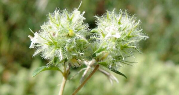 Aceite Esencial de Tomillo blanco (Thymus mastichina)