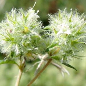 Tintura hidroalcohólica de Tomillo blanco (Thymus mastichina) 20%,