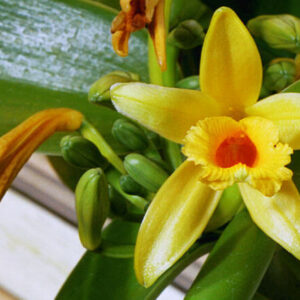 Aceite Esencial de Vainilla de Madagascar (Vanilla planifolia)