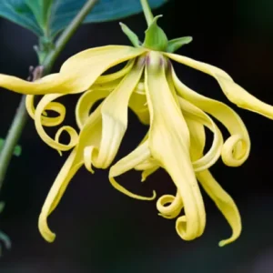 Aceite Esencial de Ylang Ylang Extra Premium (Cananga odorata)