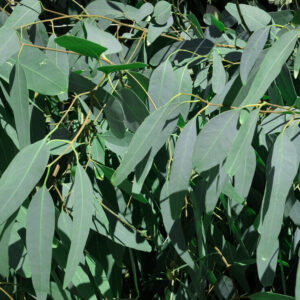 Aceite Esencial de Eucalipto Staigeriana (Eucalyptus staigeriana)