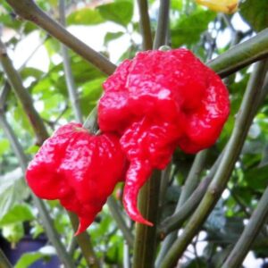 Semillas Viables De Chile Carolina Reaper