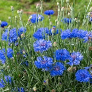 Semilla de Azulejo (Centaurea cyanus)