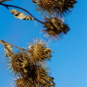 Semillas de Bardana (Arctium lappa)