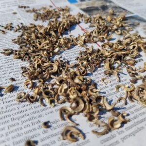 Semillas de Caléndula (Calendula officinalis)