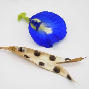 Semillas de Flor de Hada Azul (Clitoria ternatea)
