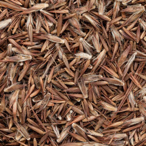 Semillas de Palmarosa (Cymbopogon martini)